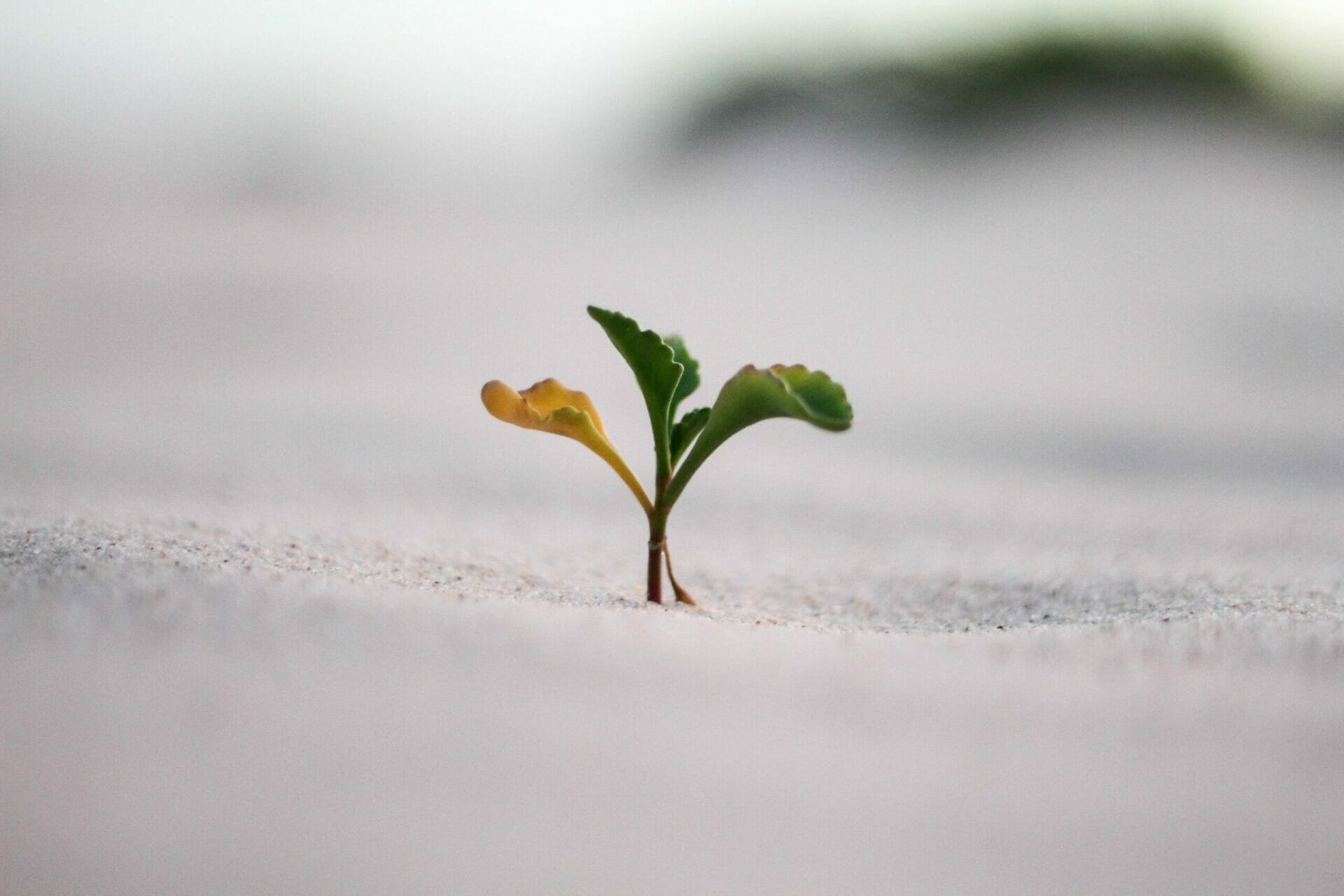 Tiny little sprout with yellow leaf - The Unintended Consequences of Self Neglect