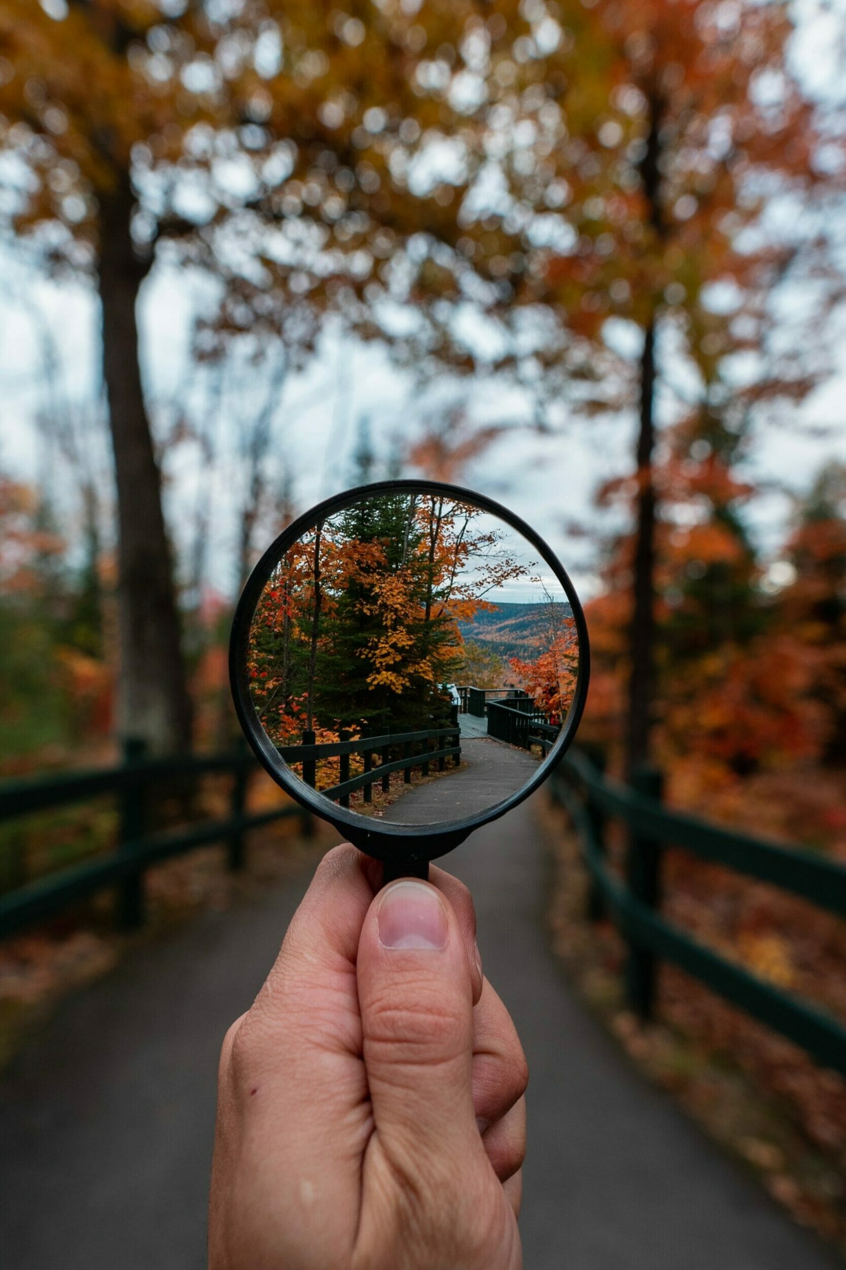 Fall leaves with part of the image in focus and part out of focus - How to Find Your Life's Purpose