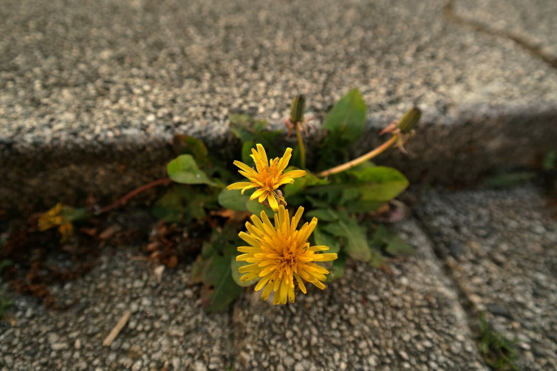 Dandelion coming thought cracks in pavement - How to Engage in Healthy Conflict