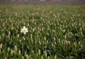Beautiful tulips growing outdoors