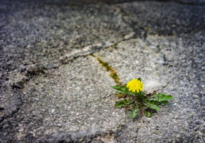 Dandelion growing outside of hard terrain surrounded with asphalt.